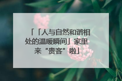 「人与自然和谐相处的温暖瞬间」家里来“贵客”啦