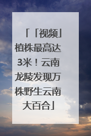 「视频」植株最高达3米！云南龙陵发现万株野生云南大百合