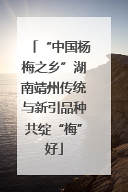 “中国杨梅之乡”湖南靖州传统与新引品种共绽“梅”好