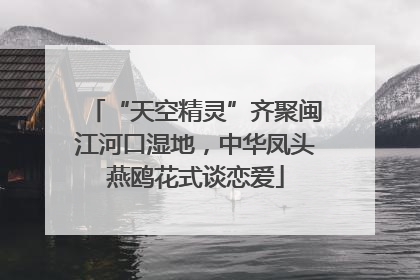 “天空精灵”齐聚闽江河口湿地，中华凤头燕鸥花式谈恋爱