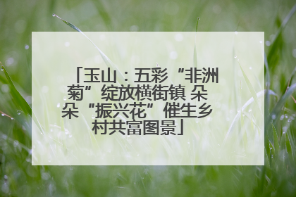 玉山：五彩“非洲菊”绽放横街镇 朵朵“振兴花”催生乡村共富图景