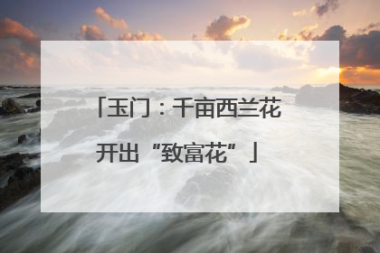 玉门：千亩西兰花开出“致富花”