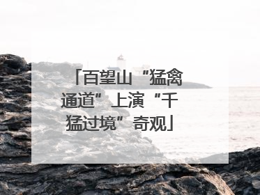 百望山“猛禽通道”上演“千猛过境”奇观