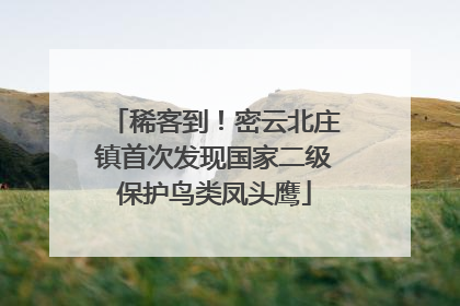 稀客到！密云北庄镇首次发现国家二级保护鸟类凤头鹰