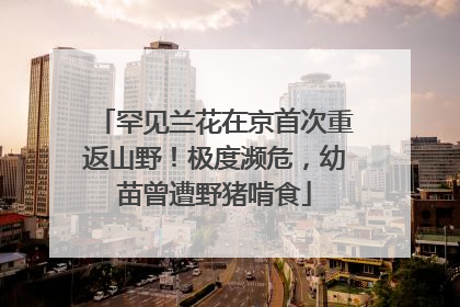 罕见兰花在京首次重返山野！极度濒危，幼苗曾遭野猪啃食