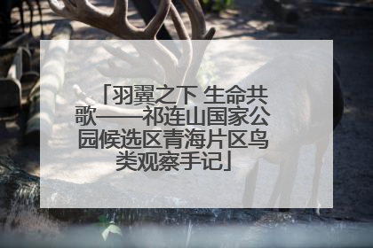 羽翼之下 生命共歌——祁连山国家公园候选区青海片区鸟类观察手记