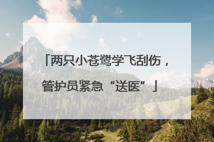 两只小苍鹭学飞刮伤，管护员紧急“送医”