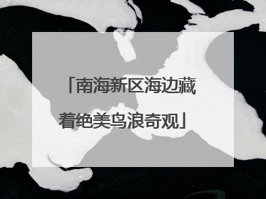 南海新区海边藏着绝美鸟浪奇观