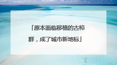 原本面临移植的古樟群，成了城市新地标