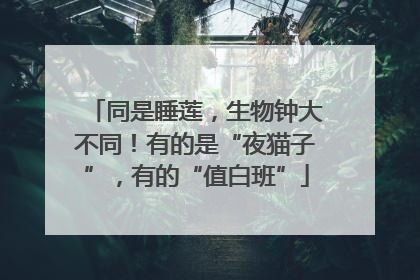 同是睡莲，生物钟大不同！有的是“夜猫子”，有的“值白班”