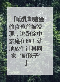 哺乳期猪獾偷食苞谷被发现，逃跑途中累瘫在地！就地放生让其回家“奶孩子”