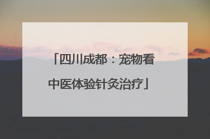 四川成都：宠物看中医体验针灸治疗