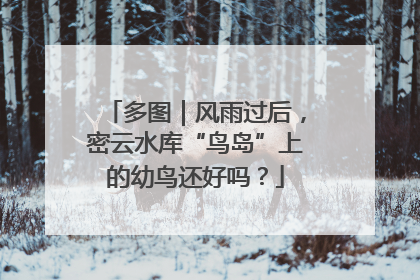多图｜风雨过后，密云水库“鸟岛”上的幼鸟还好吗？