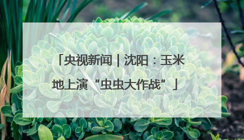 央视新闻｜沈阳：玉米地上演“虫虫大作战”