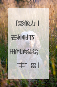 影像力丨芒种时节 田间地头绘“丰”景