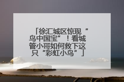 徐汇城区惊现“鸟中国宝”！看城管小哥如何救下这只“彩虹小鸟”