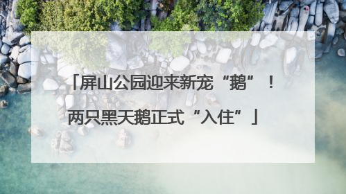 屏山公园迎来新宠“鹅”！两只黑天鹅正式“入住”