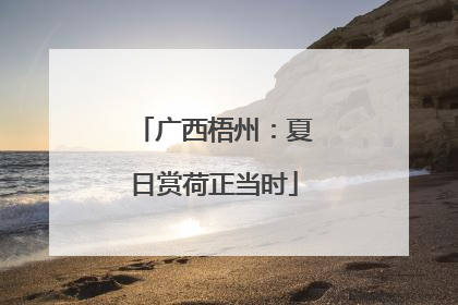 广西梧州：夏日赏荷正当时