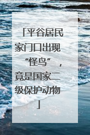 平谷居民家门口出现“怪鸟”，竟是国家二级保护动物