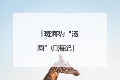 斑海豹“汤圆”归海记