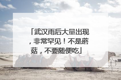 武汉雨后大量出现，非常罕见！不是蘑菇，不要随便吃