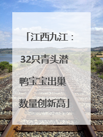 江西九江：32只青头潜鸭宝宝出巢 数量创新高