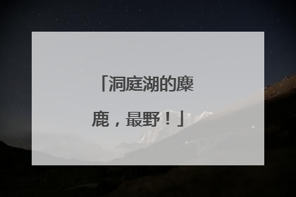 洞庭湖的麋鹿，最野！