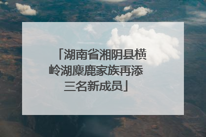 湖南省湘阴县横岭湖麋鹿家族再添三名新成员