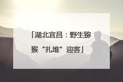 湖北宜昌：野生猕猴“扎堆”迎客