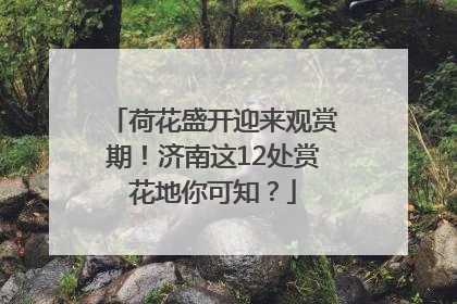 荷花盛开迎来观赏期！济南这12处赏花地你可知？