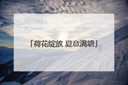 荷花绽放 夏意满塘