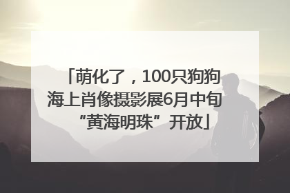 萌化了，100只狗狗海上肖像摄影展6月中旬“黄海明珠”开放