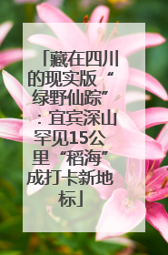 藏在四川的现实版“绿野仙踪”：宜宾深山罕见15公里“稻海”成打卡新地标