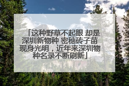 这种野草不起眼 却是深圳新物种 密穗砖子苗现身光明，近年来深圳物种名录不断刷新