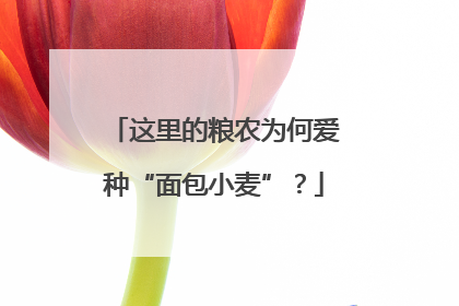这里的粮农为何爱种“面包小麦”？