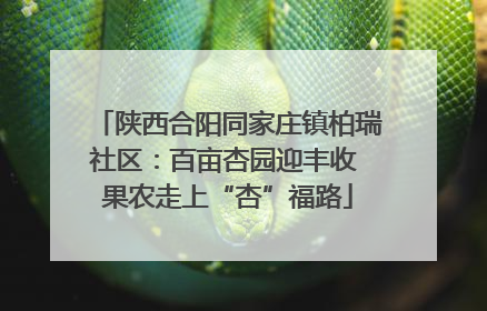 陕西合阳同家庄镇柏瑞社区：百亩杏园迎丰收 果农走上“杏”福路
