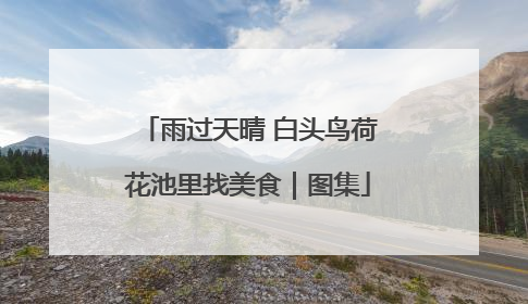 雨过天晴 白头鸟荷花池里找美食｜图集