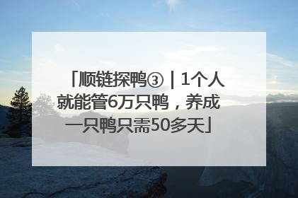 顺链探鸭③｜1个人就能管6万只鸭，养成一只鸭只需50多天