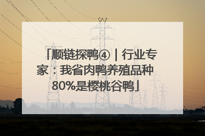 顺链探鸭④｜行业专家：我省肉鸭养殖品种80%是樱桃谷鸭