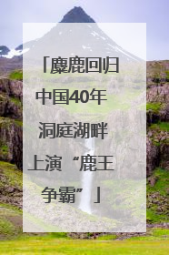 麋鹿回归中国40年 洞庭湖畔上演“鹿王争霸”